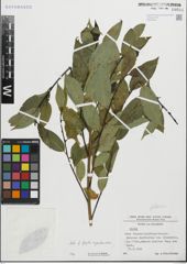 Foto von Salix fragilis L. x Salix pentandra L.